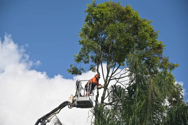 How Our Tree Care Process Works  in  Chester, NY